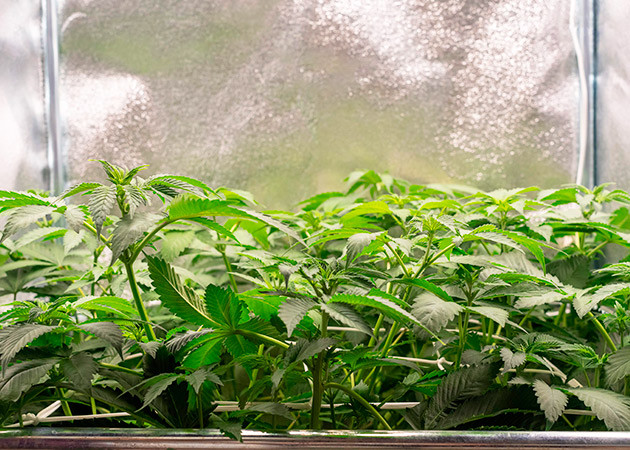 Установка сетки скрог