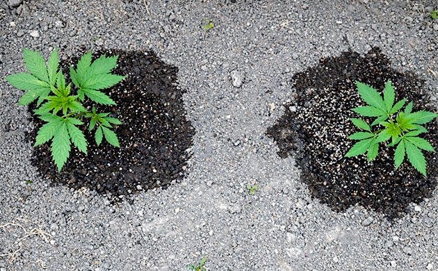 Два каннабиса растут с разной высотой — 25 и 16 см