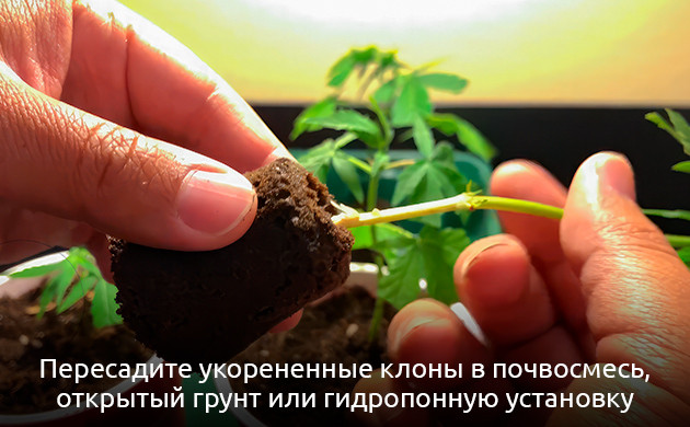 Пересадка клонов конопли в почвосмесь
