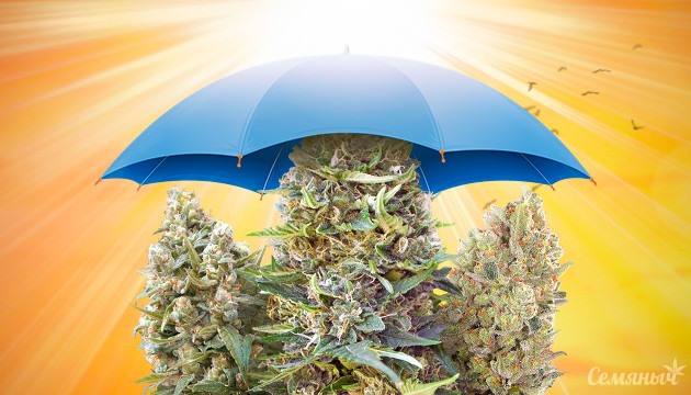 Как спасти марихуану от жары