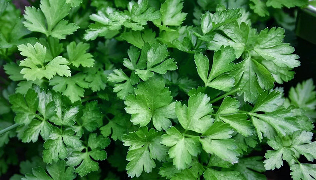 Кориандр отпугивает паутинного клеща