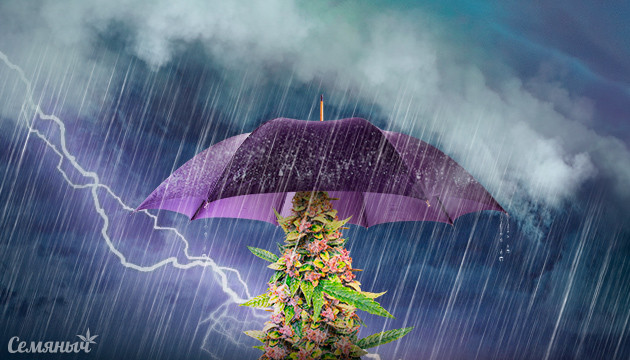 Как защитить кусты конопли от плохой погоды