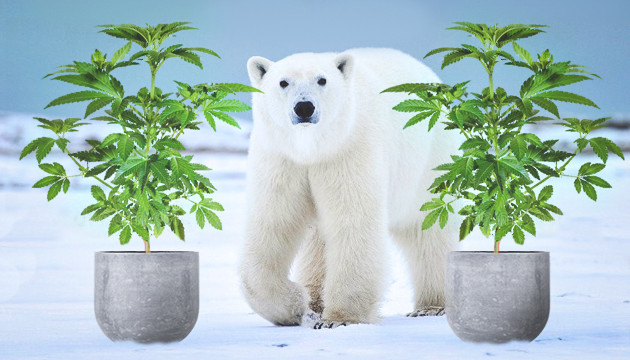 Конопля на морозе