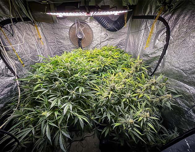 Цветущие растения в гроубоксе