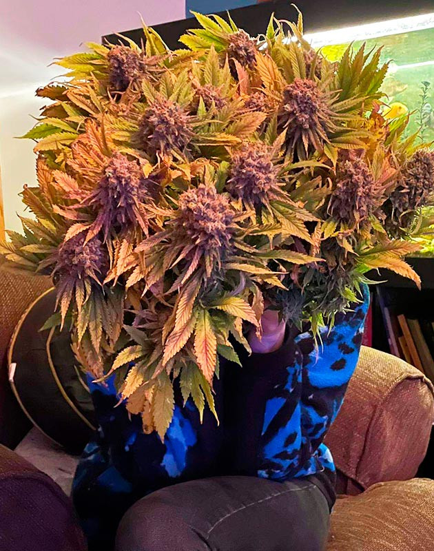 Харвест конопли Срезанный куст марихуаны