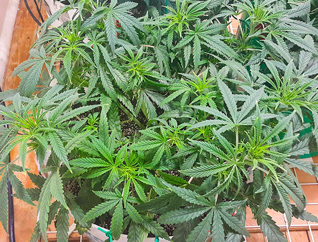 Куст Strawberry Amnesia от Herbies Seeds на 3 неделе