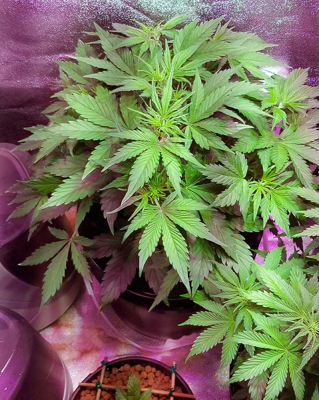 Тренировка растения Purple Juice Auto