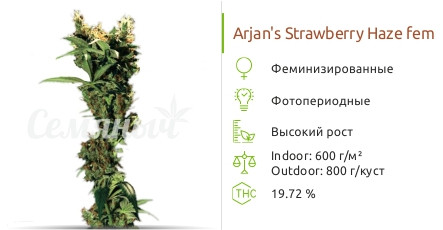 Arjan's Strawberry Haze fem (Green House Seeds)