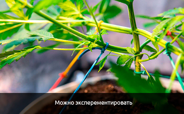 Автоцветы подходят новичкам Автоцветы подходят для экспериментов