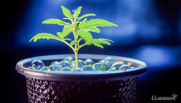 Преимущества стеклянных шариков при выращивании конопли