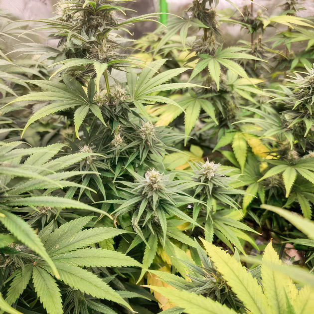 Исправление дефицита кальция и магния Apple Betty ростом 60 см