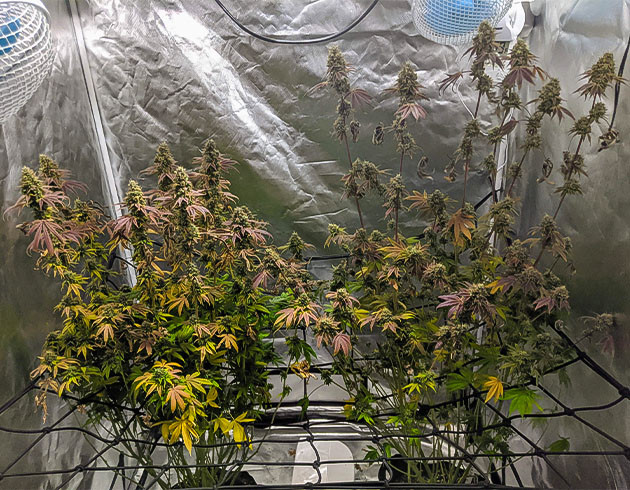 Сокращение удобрений перед сбором