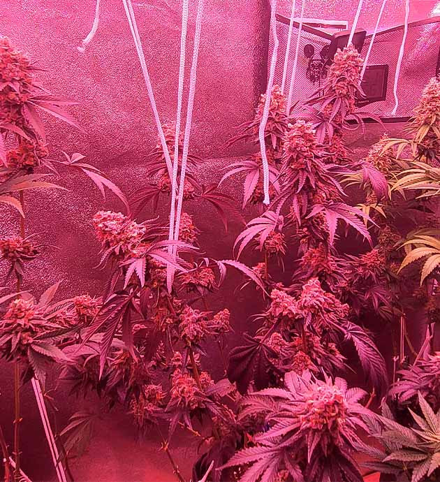 Каннабис в цветении