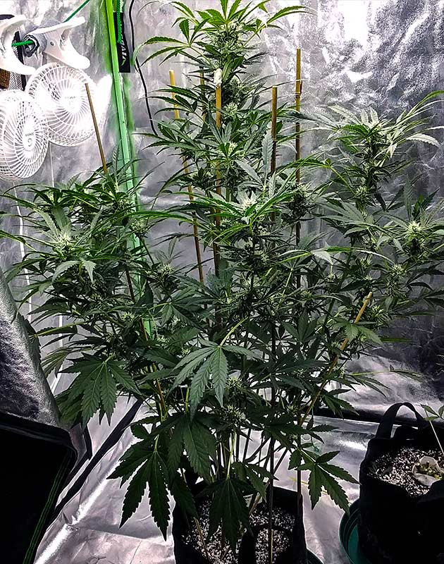 Растение высотой 111 см