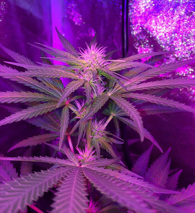 Высокая температура: испытание для растений