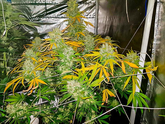 Сбор урожая Shiskaberry