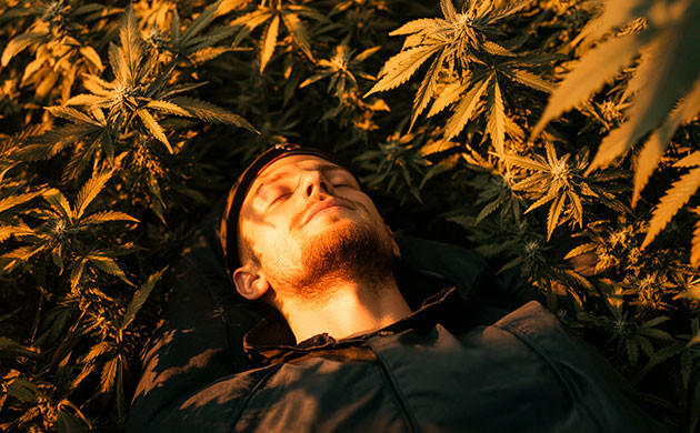 Терпены для сна: как выбрать правильно Как подобрать терпены и сорта для сна