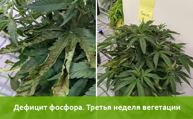 Исследования недостатка фосфора в конопле