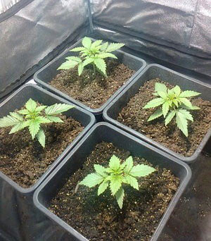 Развитие Black Jack Auto на 3 неделю Набор зеленой массы сорта Black Jack Auto