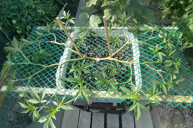 Как спасти каннабис при трещине ствола Треснувший ствол каннабиса после подвязки