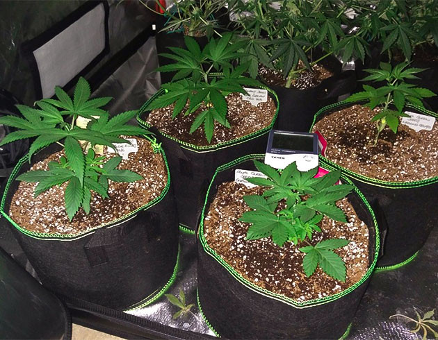 Гроурепорт сорта Wedding Gelato