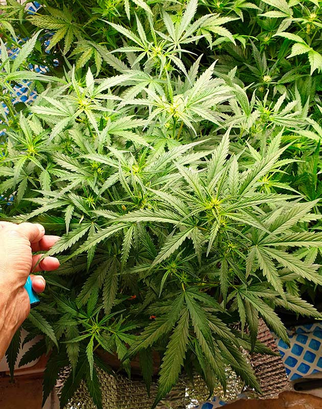 Формирование соцветий на первом кусте Куст Smoothie Auto № 1