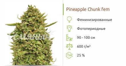 Pineapple Chunk fem сидбанк Семяныч