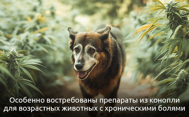 Смягчение болевых ощущений для животных Снижение воспалительных процессов животным