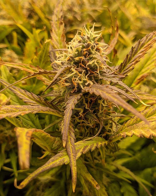 Развитие куста на 10 неделе Соцветие Critical Kush Auto на 10 неделе выращивания