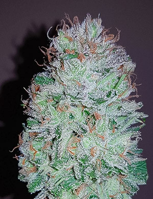 Шишка после сушки