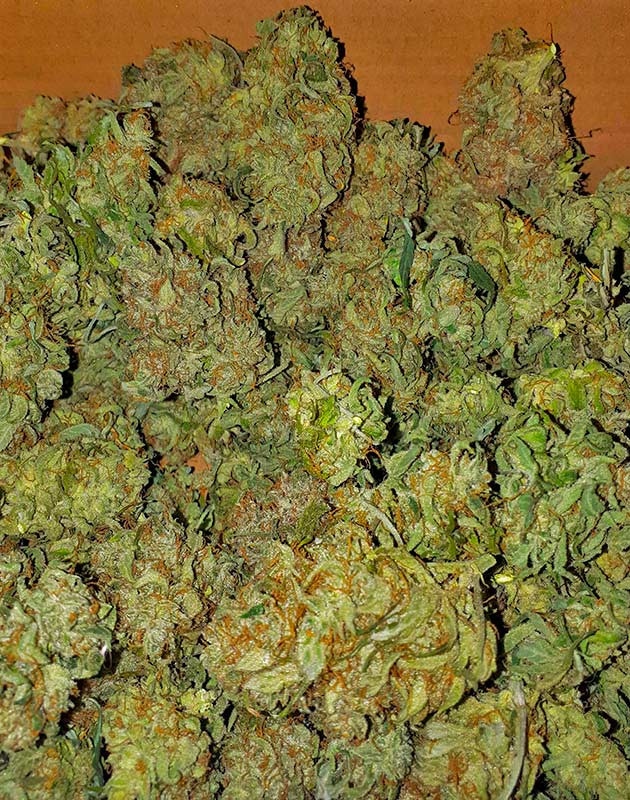 Общие впечатления о выращивании сорта Apollo F1 Auto Собранные шишки сорта Apollo F1 Auto