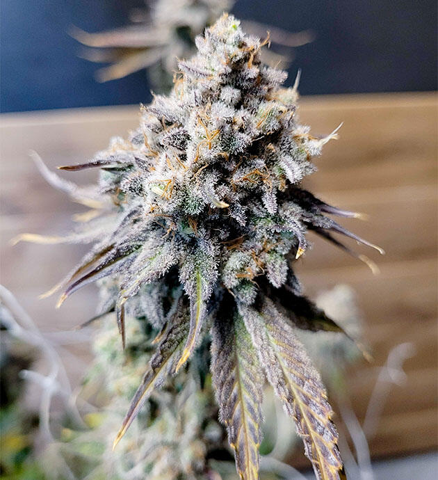 Созревшая шишка марихуаны