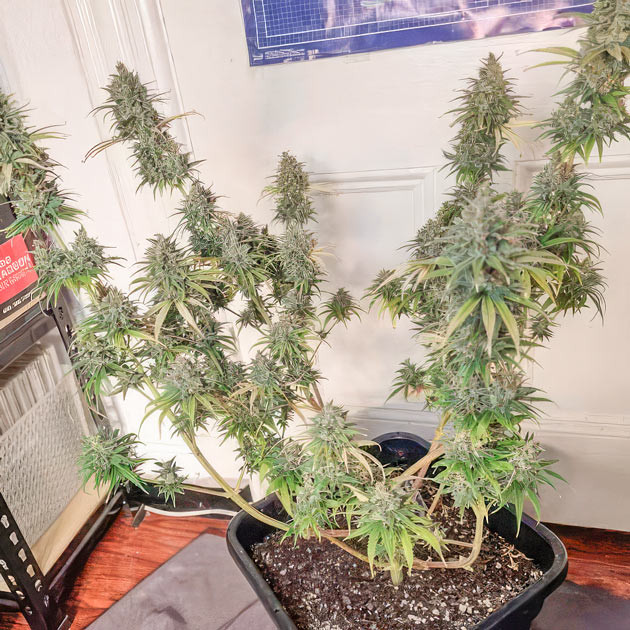 Промывка конопли 16 неделя роста конопли