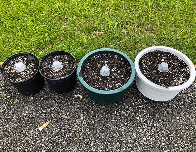 Проращивание Original Jack Herer Auto