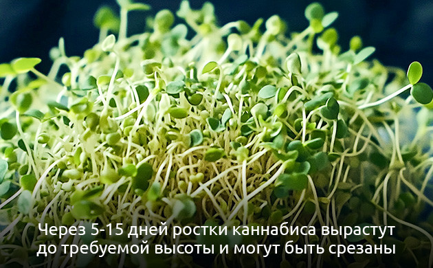 Уход за микрозеленью конопли