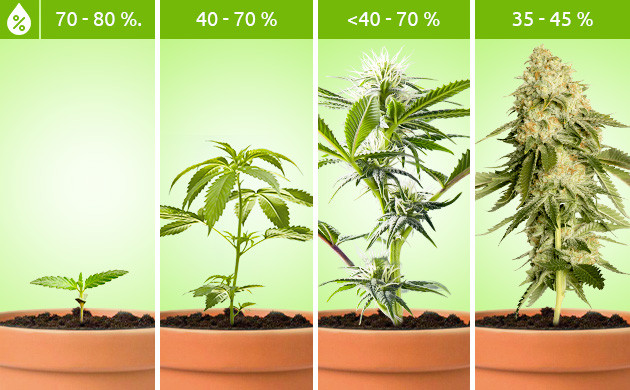 Оптимальная влажность для всего цикла жизни конопли Уровень влажности на всех этапах развития конопли