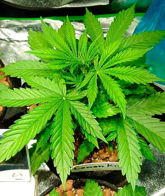 Взрыв роста куста на 3ей неделе