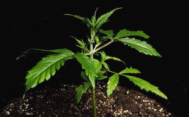 Использование удобрений Bio Bizz на 3 неделе грова Lemon AK Сорт конопли Lemon AK на 3 неделе роста