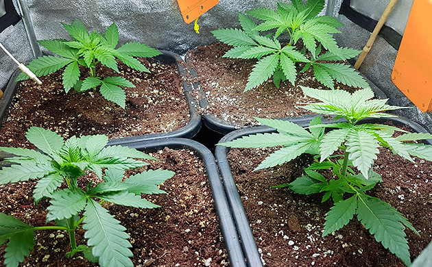 Четыре куста в боксе