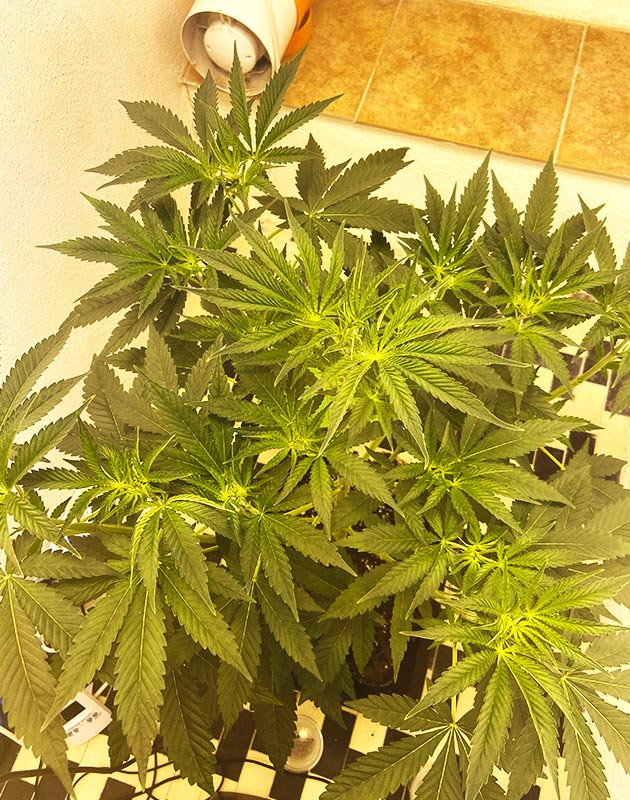 Пышный и густой куст конопли