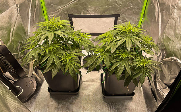 Первые шаги к цветению Apollo F1 Auto