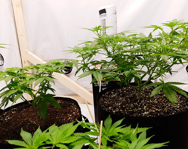 Куст №1 и №2 в начале стадии цветения Оба растения в боксе для цветения