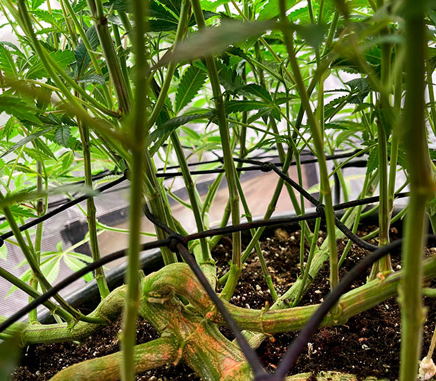 Сетка ScrOG на нижнем ярусе