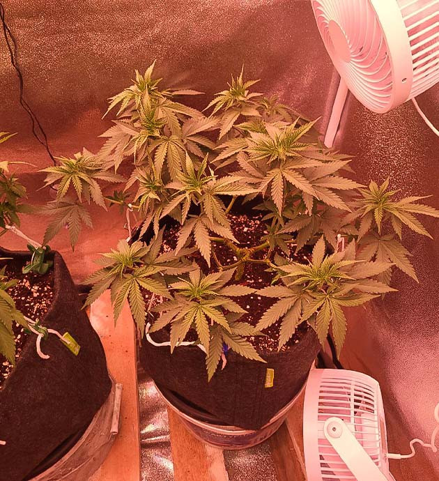 Рост куста конопли 37 см на 9 неделе