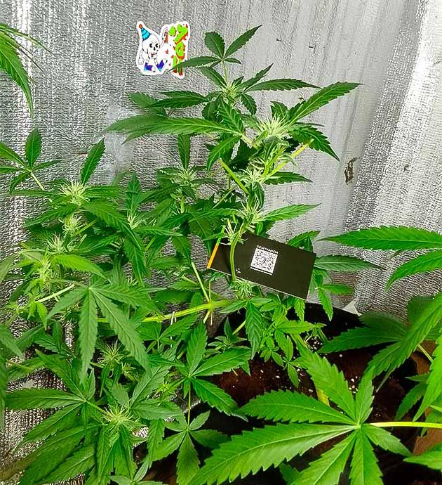 Куст Sexy Cinderella Auto на стадии цветения