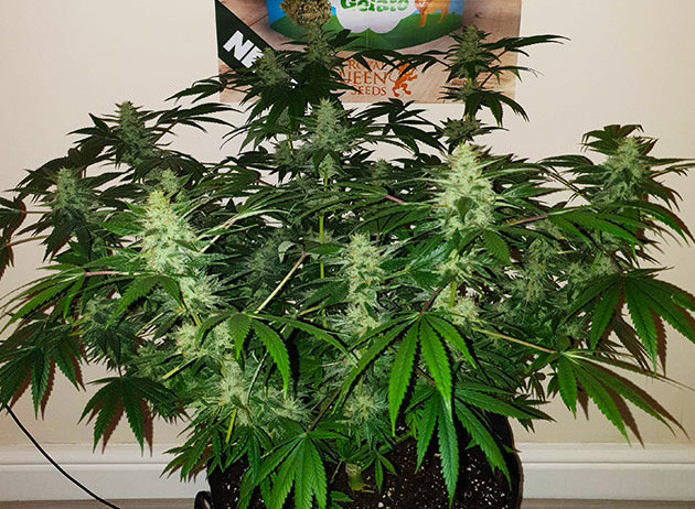 Цветение куста №2 Набор массы шишек