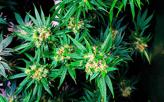 Куст Godzilla Original Glue GG#4 от Herbies Seeds на 20-21 неделе