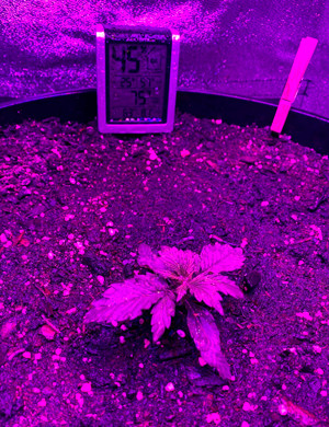 Проращивание семян и высадка в горшок 1 неделя выращивания