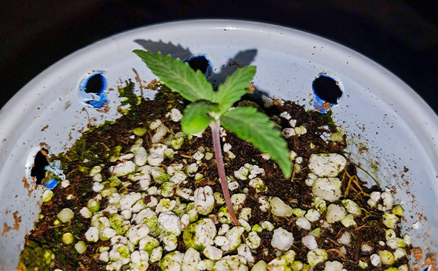 Росток длиной 2,5 см