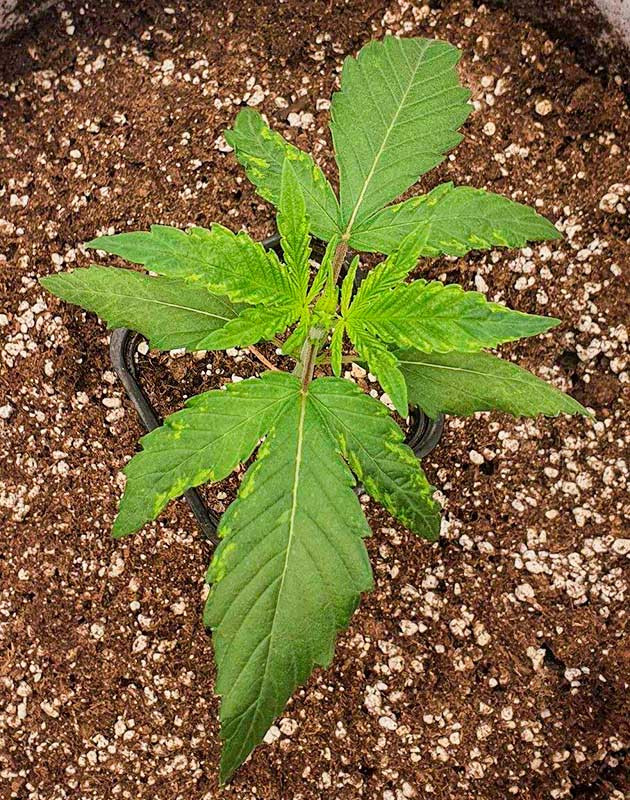 Растишка Planet of the Grapes RBX на 2 неделе